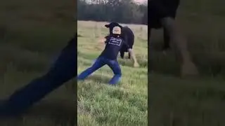 Dodge vs Ford #memes #dodge #ford #wildlife #farming #bull