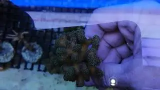 Stylophora  pistillata tricolor coral gandalf