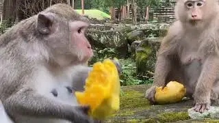 Monkey Rose in laboring and the others VIP moms too