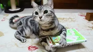 絶対に渡さにゃい！本を必死で守る猫