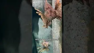 Lion Fish