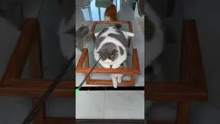 Relaxed Cat Receives Facial Massage#catmassage #relaxingcat #fluffycat #catlife