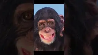 Monkey Pictures 🤣🤣🤣 #shorts #viral #viralshorts ￼
