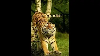 Dogs vs cats 3/Funny animal reactions/Cats/Dogs/Собаки против кошек 3/Смешные животные/Кошки/Собаки