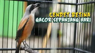 Perawatan Cendet Betina Agar Gacor Sepanjang Hari