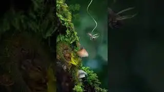 Beautiful Peace Nature Soft Rain Raining Scenes - Mind Fresh Music #shorts #softpeace