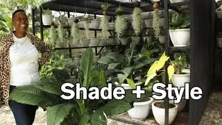 Bwalya&rsquo;s Tropical Plant Enclosure &ndash; A Creative Solution for Harsh Heat!