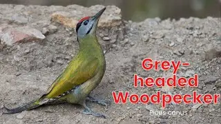 Grey-headed Woodpecker - Picus canus #BirdsOfIndia