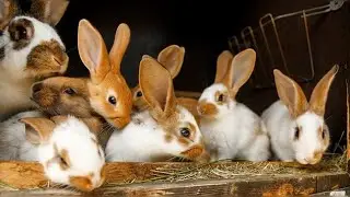 Wild Animals for Kids - 50 Beautiful Animals Collection