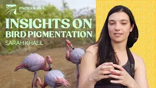 Unveiling Nature's Palette: Sara's Insights on Bird Pigmentation
