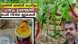 ഇത്തിരി മഞ്ഞൾ പൊടിയും ചാരവും ഉണ്ടെങ്കിൽ പച്ചമുളക് ചെടിയിൽ നിറയെ മുളകുകൾ | Pacha  Mulaku Krishi Tips