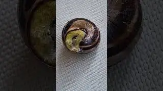 20250806 7 Tuin Rockanje Zwartgerande Tuinslak