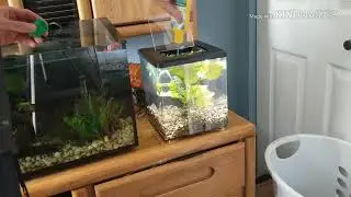 Top Fin Relax set up