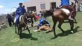 Great Horse Training in Africa Lesotho