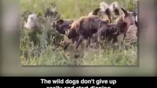 Lightning fast reflexes