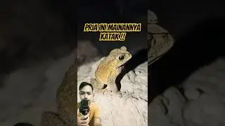 Pria ini mainannya katak ?? #shorts #frogging #animals #frogling #jumpingfrog #cute #shortsviral