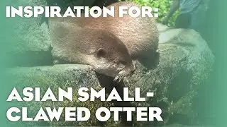 30+ Real Small-Clawed Otter Habitats! (Planet Zoo Inspiration)