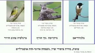 עופות, סדרה ציפורי שיר, משפחה אדומי-חזה אוסטרליים פטריקה אופסלטריה צהוב bird לבן פוסילאדריס אדום