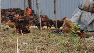 Afternoon in a Village Garden — Chickens Roaming at Dusk | No Talking | Ambient