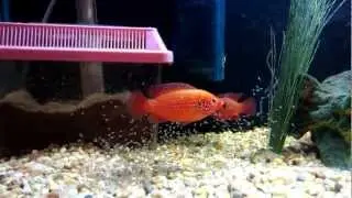 red jewel fish fry