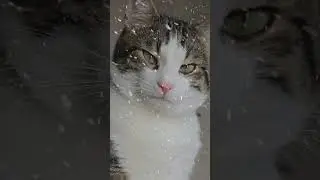 Cat in Winter #cat #winter #animal #winter #snow #christmas
