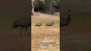 The great emu war 🔥 #faktaunik #faktadunia #facts #sejarah