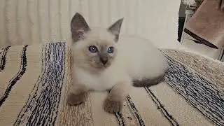 Provenance Blue Point Siamese female