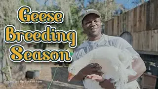 Geese Breeding Season On The Homestead