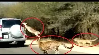 Incrivel Veados passam correndo entre os carros fungindo de on&ccedil;a .