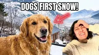 First Heavy Snowfall in Manali 2026 ❄️ 2AM Road Trip | with 3 dogs and Rubicon| Solang Valley | Siss