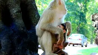 Cute baby Rex try breastfeed cos he know he very very slim, Super tiny baby monkey