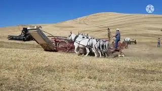 Horse and Mule-Drawn Threshing Bee