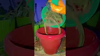#aglaonemaplantcare #garden #indoorplantsathome #gardeningideas #indoorplanting  #aglaonemaplants