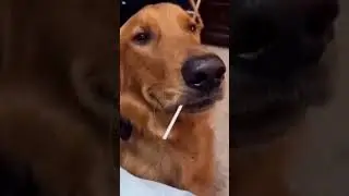 um choro sincero