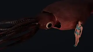 Colossal Squid size in 3D!