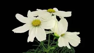 Blooming Beauty: Time-Lapse of Growing and Blooming Cosmos Flower