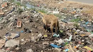 Dog was eating garbage (I helped him) # puppy #animals