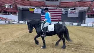 Midwest Horse Fair 2025 Dales Pony Rare Breed Demonstrations