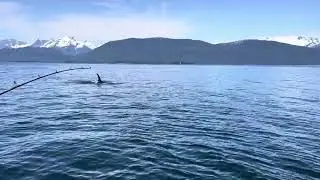 Orca Fifty Feet off Bow. Juneau Alaska 2025