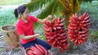 Harvesting 1000+ Kg Wild Red Banana To Sell At Market, Vegetable Garden Care | Hạnh New Bushcraft