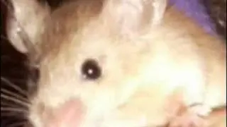 Mice news...