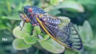 Wondering About Cicadas