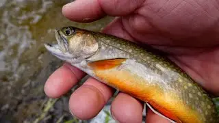Washington State Trout Fishing (Beautiful Fish!)