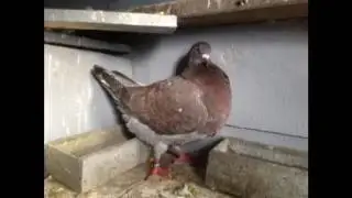 Présentation de mes pigeons Texan et Pigeons felegyhaza en liberté