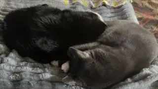 Cat videos JTB is live!