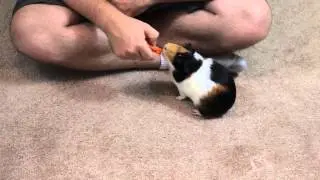 How to Teach Guinea Pigs to do Circles