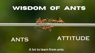 Wisdom Of The Ants - Best Motivational Video | #ants #teamwork #motivation #consistency