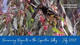 Recovering Regents in the Capertee Valley Webinar - July 2021