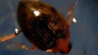 crawling water beetle