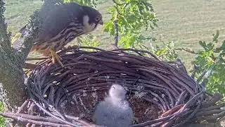 #falcon Cam4#53 Review baby birds in the nest - Dad and mother brings food to feed their chicks